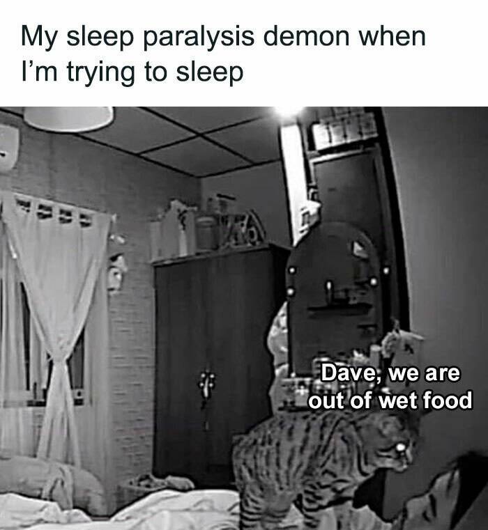 Paws-itively Hilarious Cat Memes And Pics