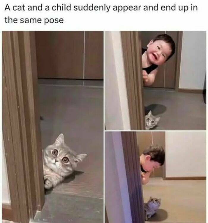 Paws-itively Hilarious Cat Memes And Pics