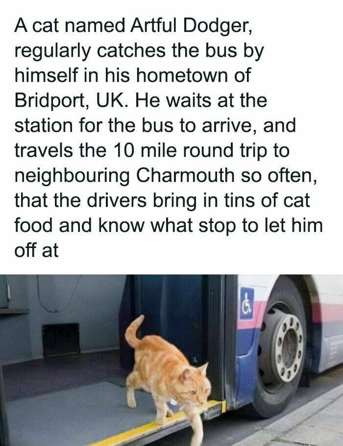 Paws-itively Hilarious Cat Memes And Pics