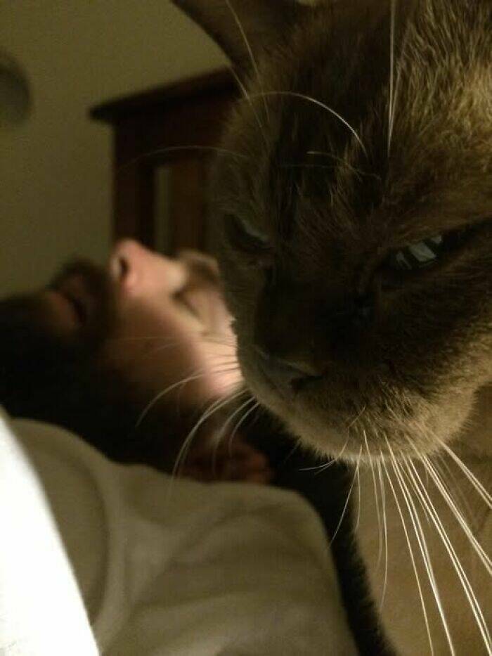 Paws-itively Hilarious Cat Memes And Pics