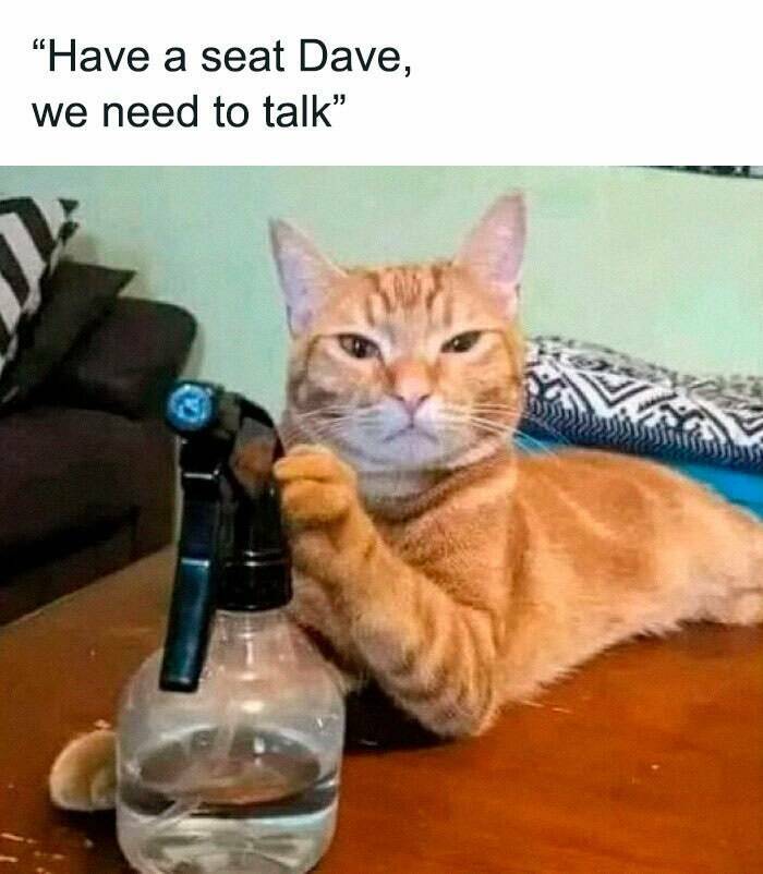 Paws-itively Hilarious Cat Memes And Pics