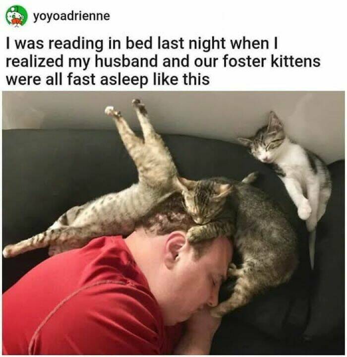 Paws-itively Hilarious Cat Memes And Pics