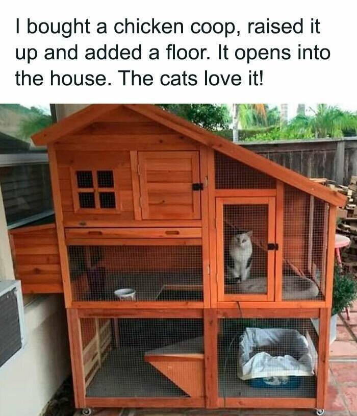 Paws-itively Hilarious Cat Memes And Pics