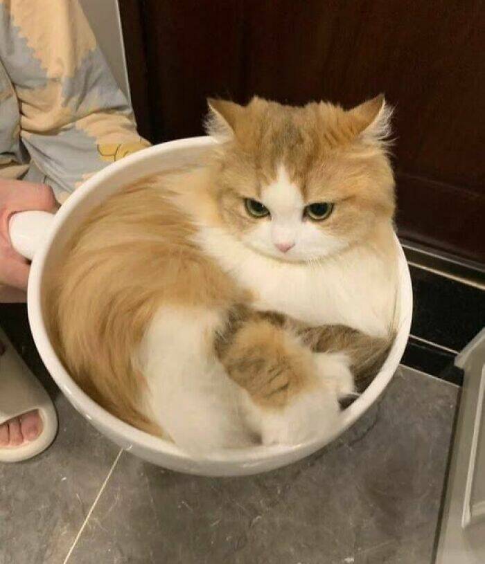 Paws-itively Hilarious Cat Memes And Pics