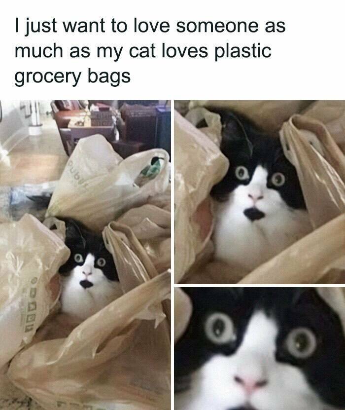 Paws-itively Hilarious Cat Memes And Pics