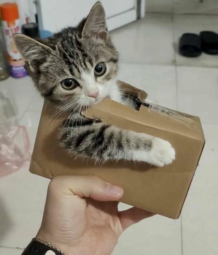 Paws-itively Hilarious Cat Memes And Pics