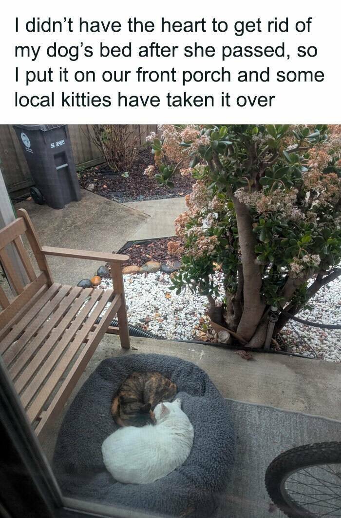 Paws-itively Hilarious Cat Memes And Pics