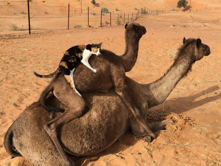 Morning Picdump