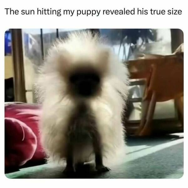 The Funniest Random Memes On The Internet