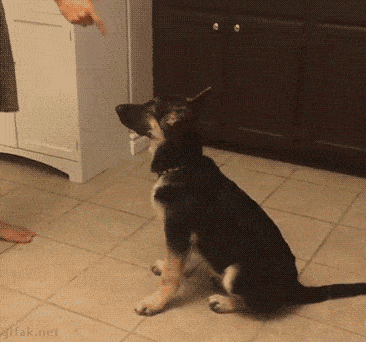 Daily Gifdump
