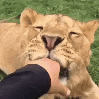 Daily Gifdump Daily Gifdump