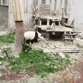 Daily Gifdump Daily Gifdump