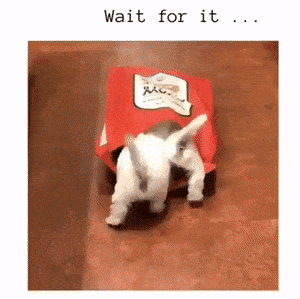 Daily Gifdump Daily Gifdump