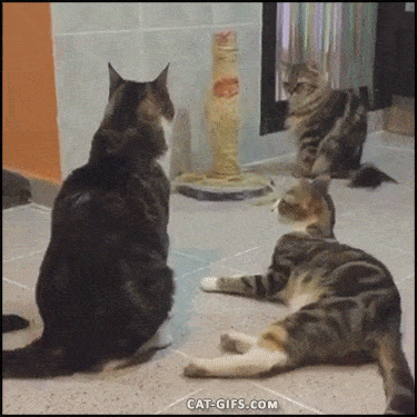 Daily Gifdump Daily Gifdump