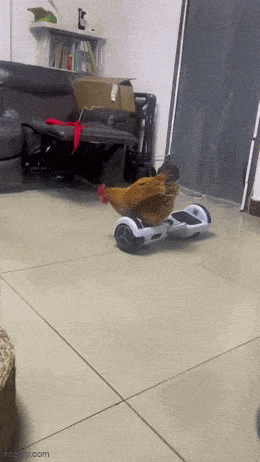 Daily Gifdump Daily Gifdump