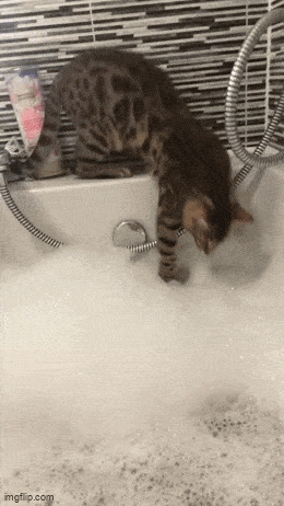 Daily Gifdump Daily Gifdump