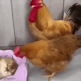 Daily Gifdump Daily Gifdump