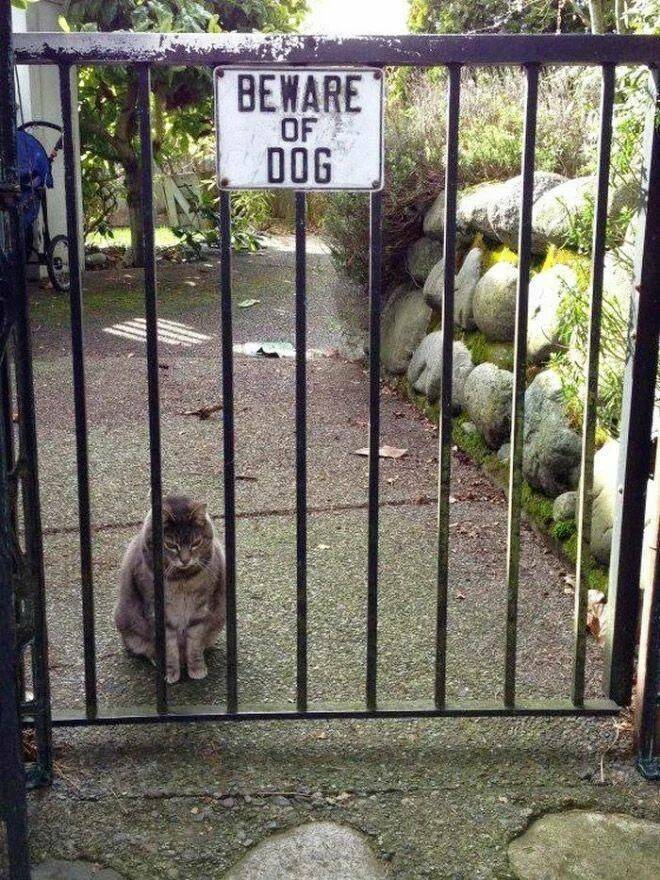 Daily Picdump