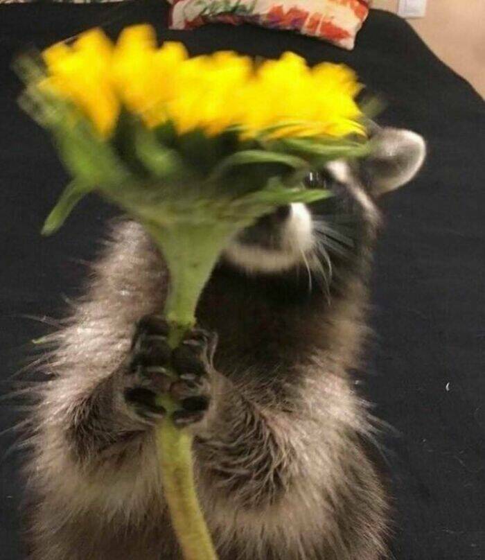 Hilarious Animal Moments That Will Make Your Day