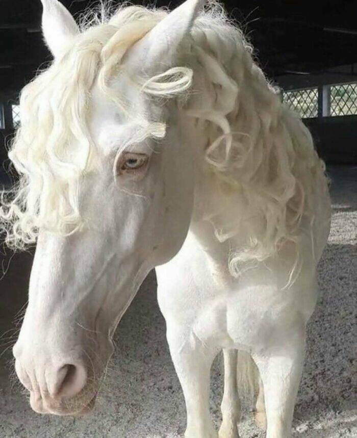 Hilarious Animal Moments That Will Make Your Day