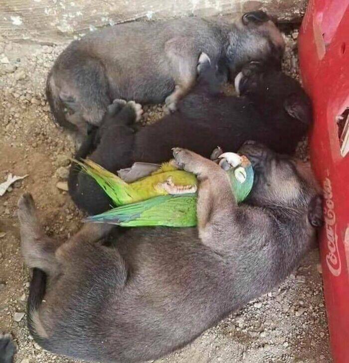 Hilarious Animal Moments That Will Make Your Day