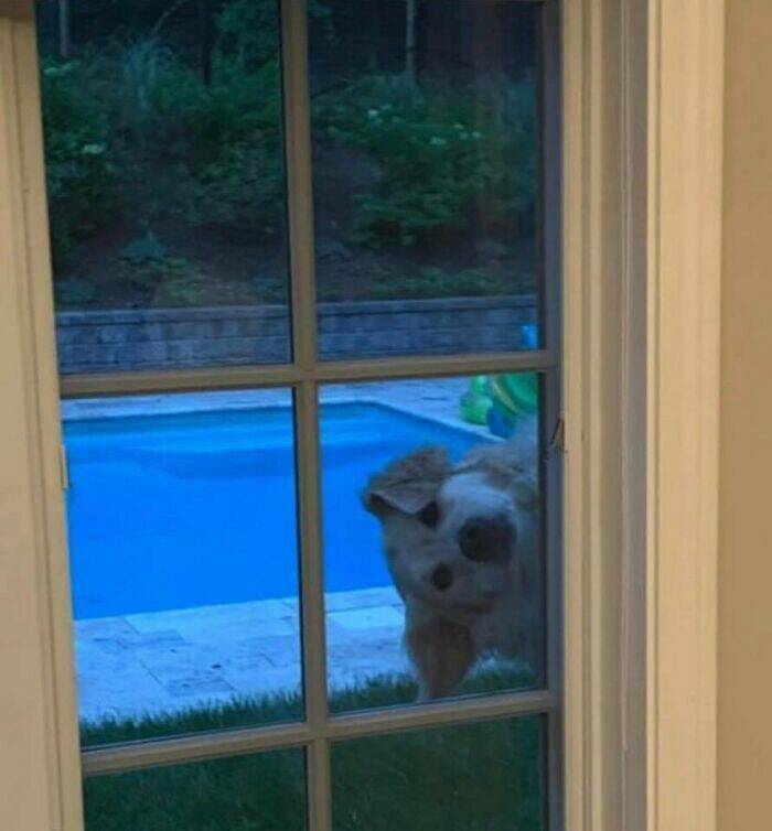Hilarious Animal Moments That Will Make Your Day