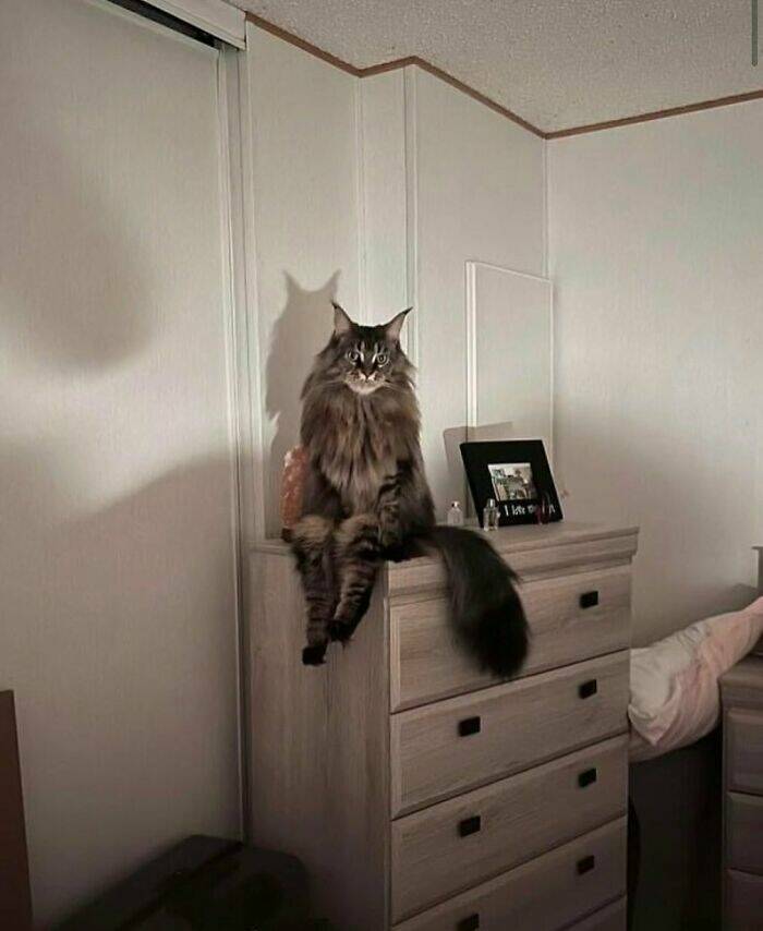 Hilarious Animal Moments That Will Make Your Day