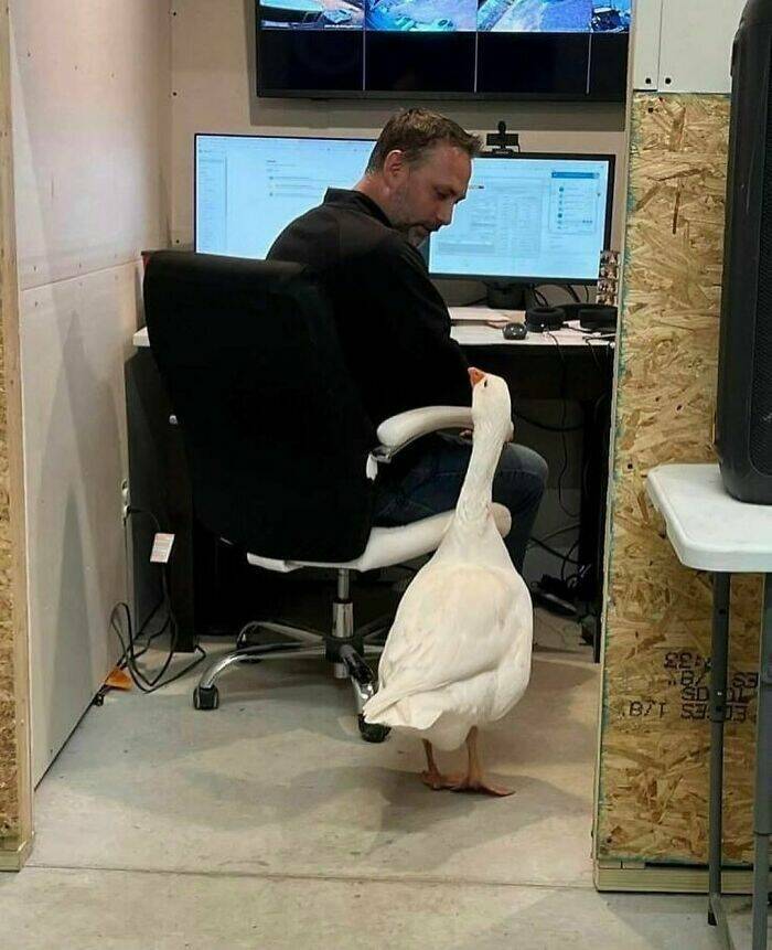 Hilarious Animal Moments That Will Make Your Day