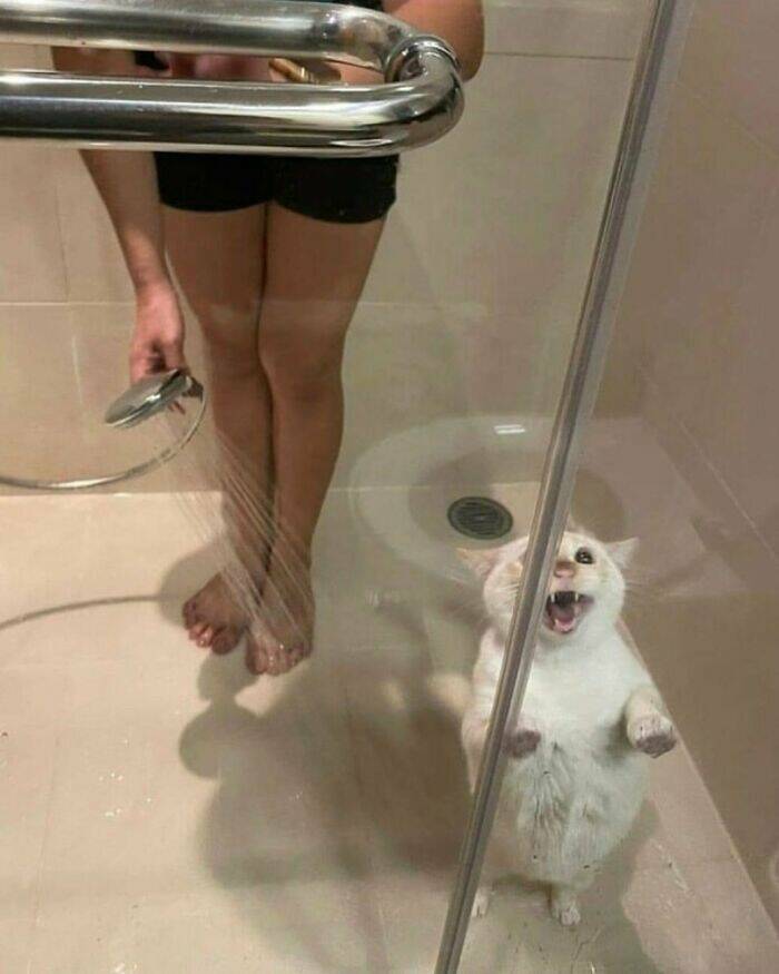 Hilarious Animal Moments That Will Make Your Day