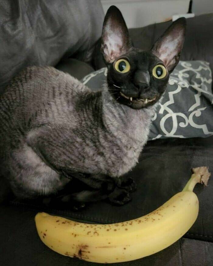 Hilarious Animal Moments That Will Make Your Day