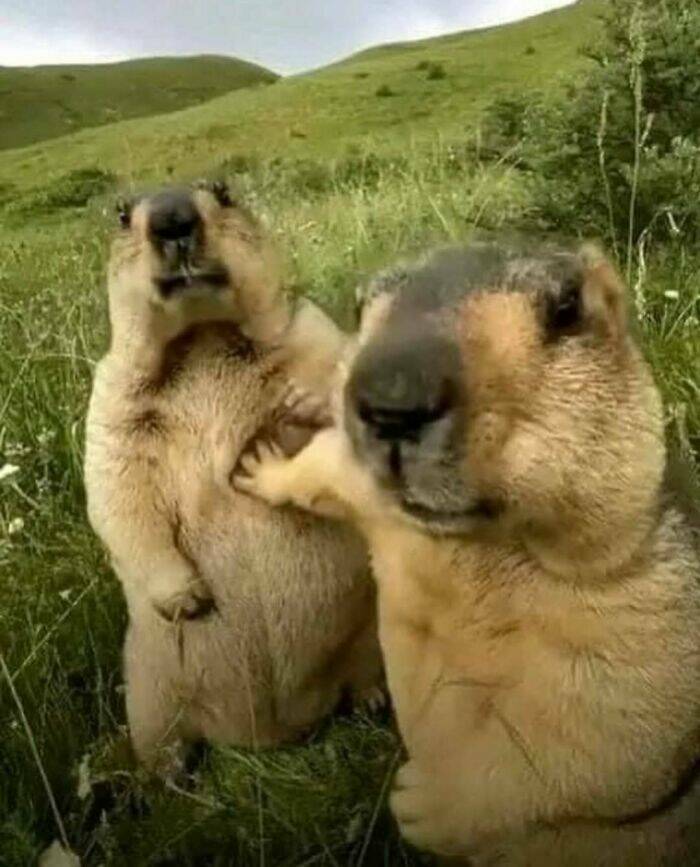 Hilarious Animal Moments That Will Make Your Day