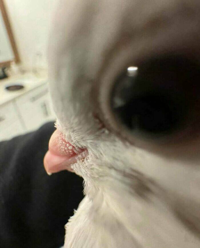 Hilarious Animal Moments That Will Make Your Day