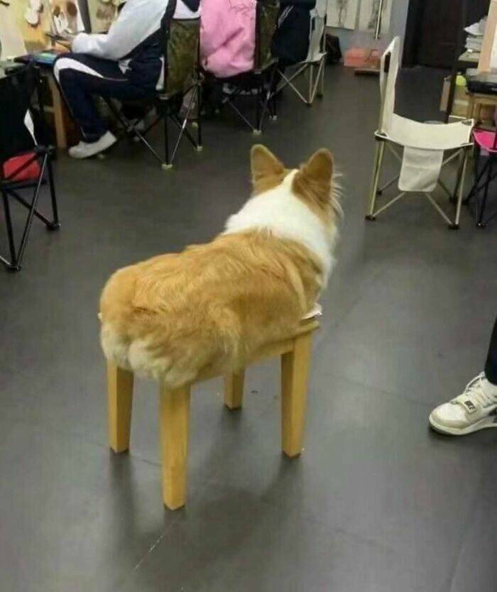 Hilarious Animal Moments That Will Make Your Day