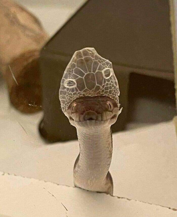 Hilarious Animal Moments That Will Make Your Day