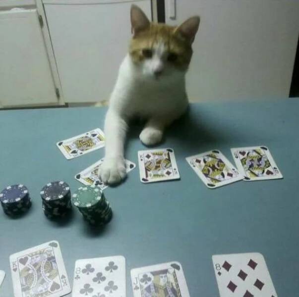 Daily Picdump