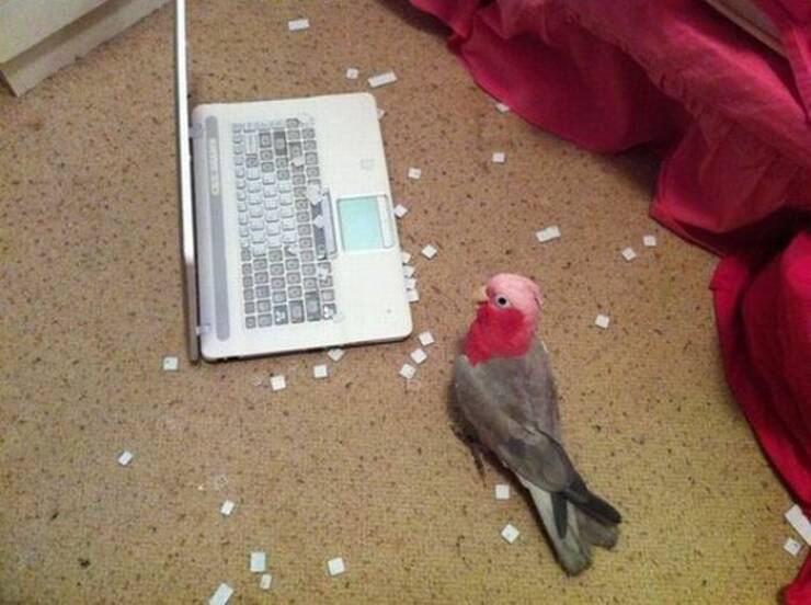 Daily Picdump