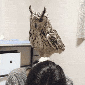 Daily Gifdump Daily Gifdump