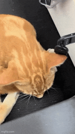 Daily Gifdump Daily Gifdump