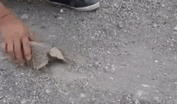 Daily Gifdump Daily Gifdump