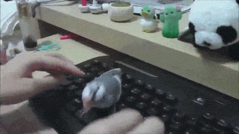 Daily Gifdump