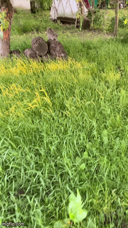 Daily Gifdump Daily Gifdump