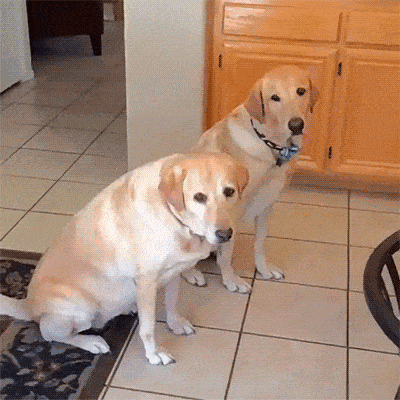 Daily Gifdump Daily Gifdump