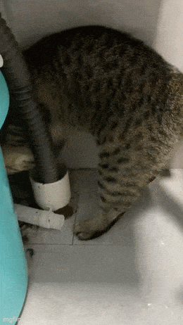 Daily Gifdump Daily Gifdump