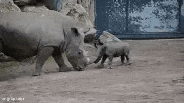 Daily Gifdump Daily Gifdump