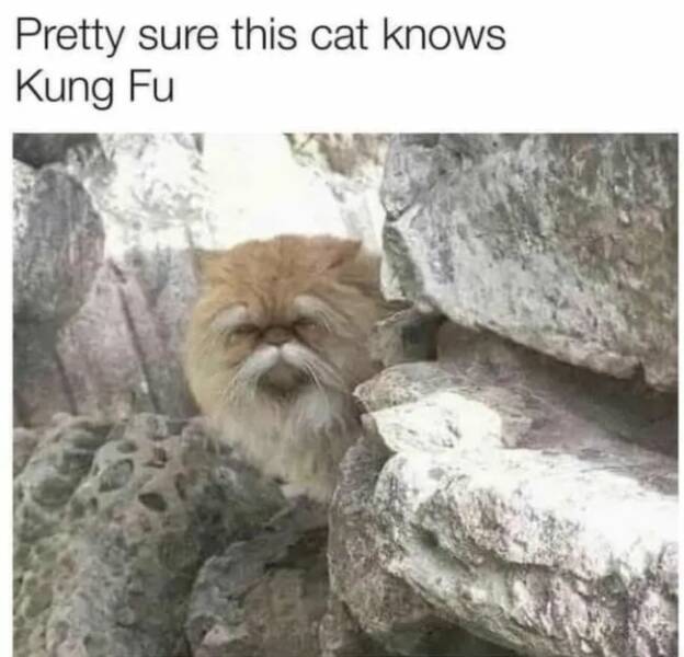 Purrfectly Hilarious Cat Memes And Photos