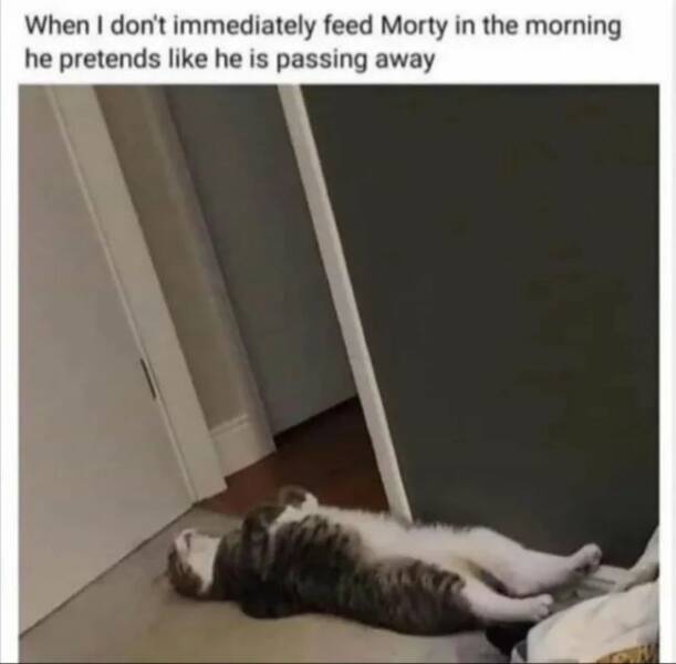 Purrfectly Hilarious Cat Memes And Photos