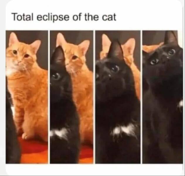 Purrfectly Hilarious Cat Memes And Photos