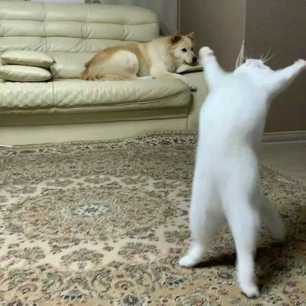 Purrfectly Hilarious Cat Memes And Photos