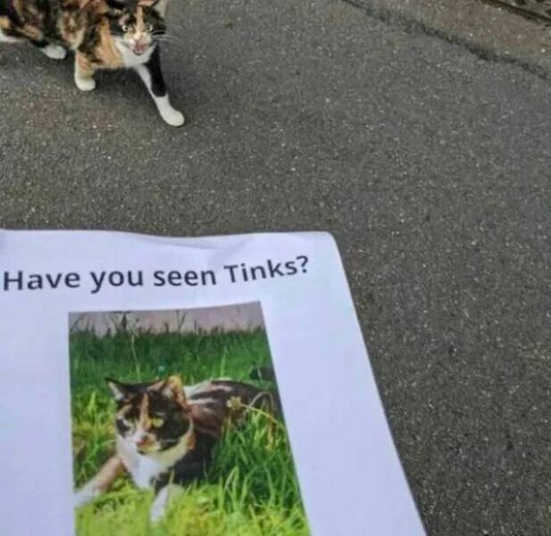 Purrfectly Hilarious Cat Memes And Photos