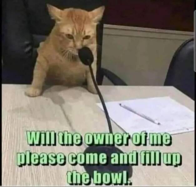 Purrfectly Hilarious Cat Memes And Photos